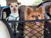 Pet Car Net Partition