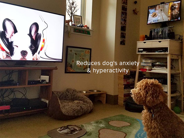 Relax My Dog Video Streaming: 5-Yr Subscription