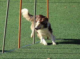 The All-In-One Dog & Puppy Training Bundle