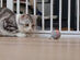 Cheerble Ball: Interactive Toy for Cats (Gray)