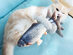 Electric Flipping Fish Toy for Cats