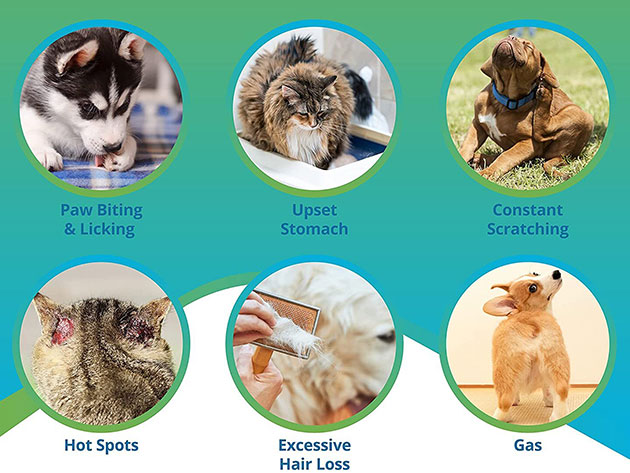 5Strands Pet Food & Environmental Intolerance Test
