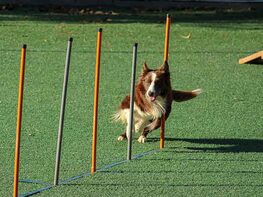 The 2026 Ultimate Dog Training with Accredited Certification Bundle