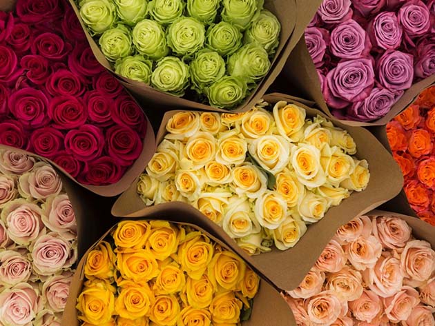 Get 2 Dozen Farmer's Color Choice Long-Stem Roses for Only $24.99! (Shipping Not Included)