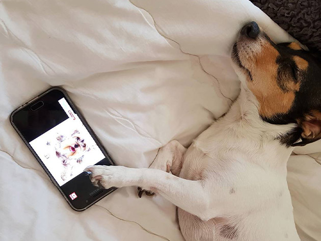 Relax My Dog Video Streaming: 3-Yr Subscription