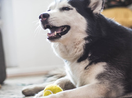 How to Train & Raise A Healthy Dog Master Class Bundle